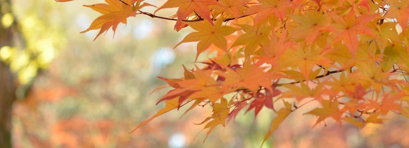 kyoto-autumn_leaves831x300-830x300